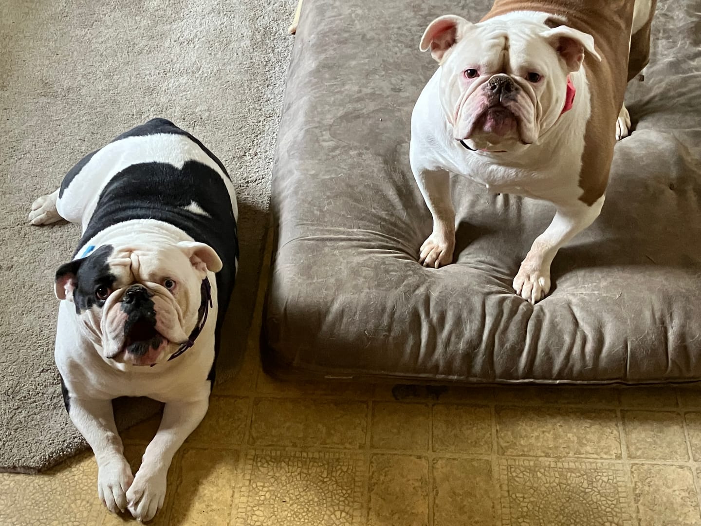 Customer photo review of FurLife™ - Natural Pheromone Calming Collar
