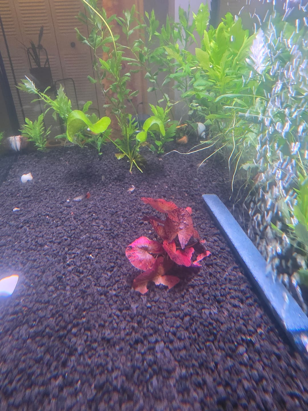 Customer photo review of Red Tiger Lotus "Nymphaea lotus Red" BULB