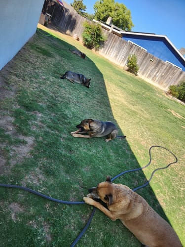 Customer photo review of 6 Inch Beef Collagen Sticks