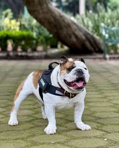 Customer photo review of No-Pull Paw Harness™ (Get Free Leash)