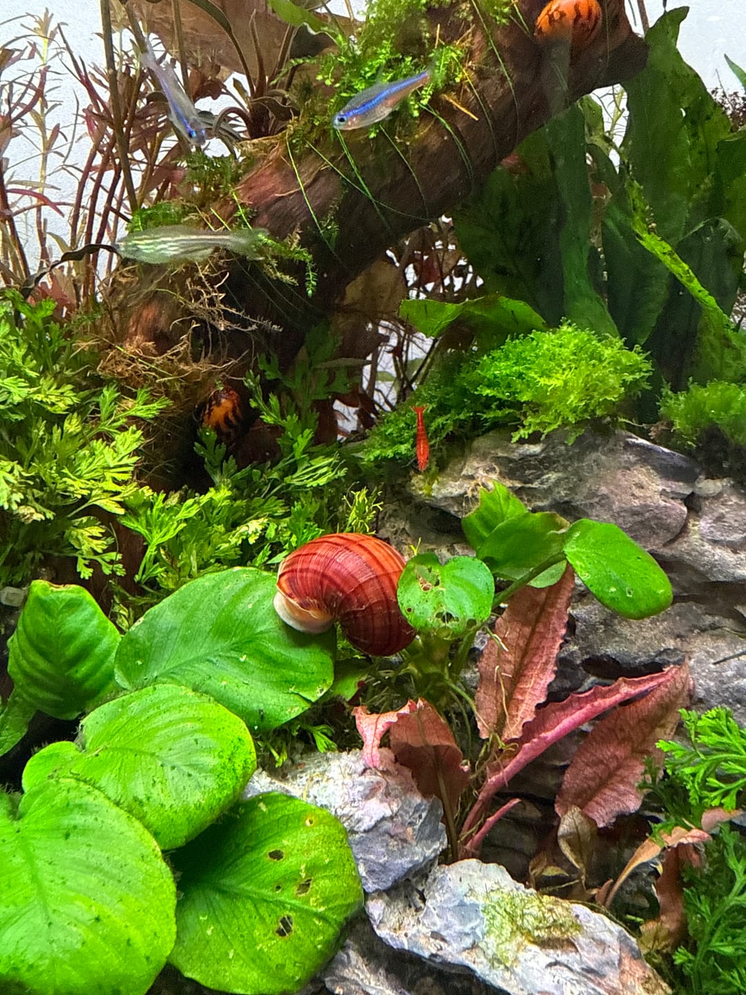 Customer photo review of Albino Mystery Snail