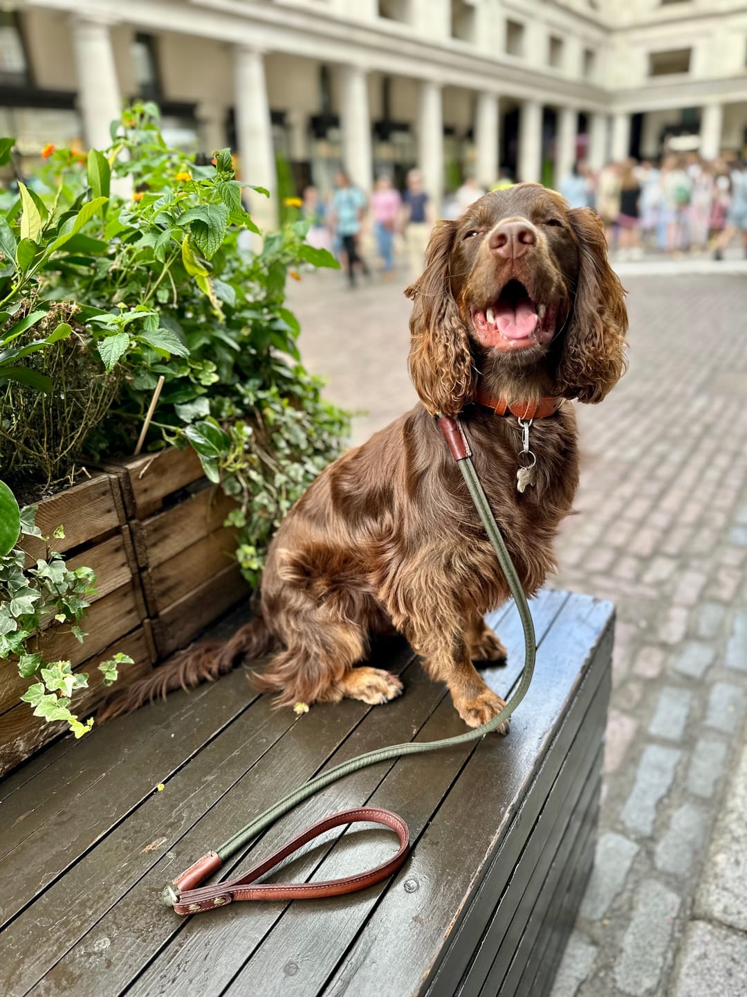 Customer photo review of Hazelnut Dog Collar