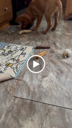 Customer video review of Chew Combo for Medium Dogs 25 - 55 lbs