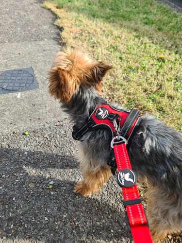 Customer photo review of No Pull Harness