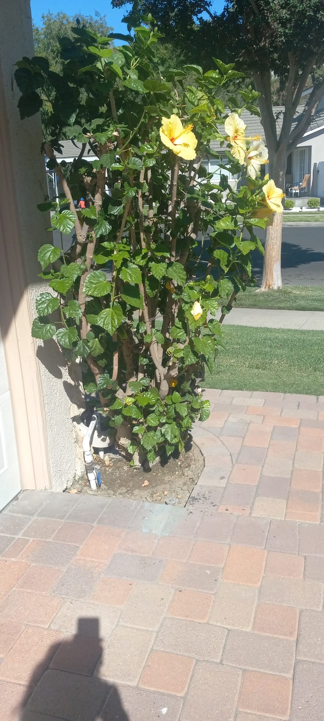 Customer photo review of Bonide - Annual Tree & Shrub Insect Control w/ Systemaxx Concentrate