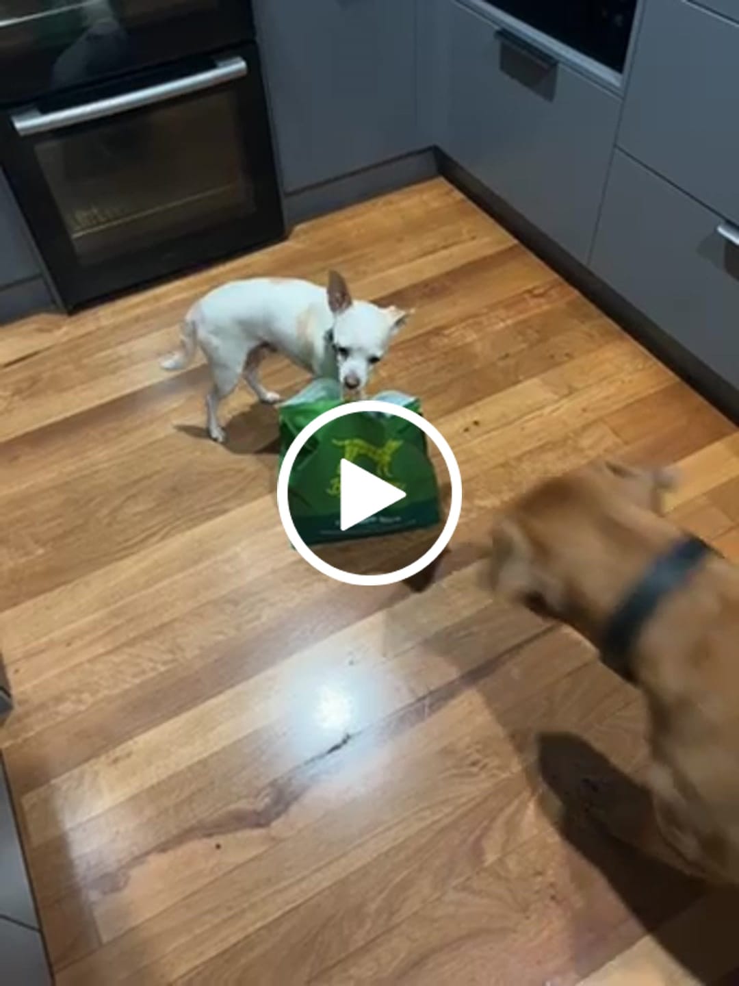 Customer video review of Chicken Bics Premium Dry Food