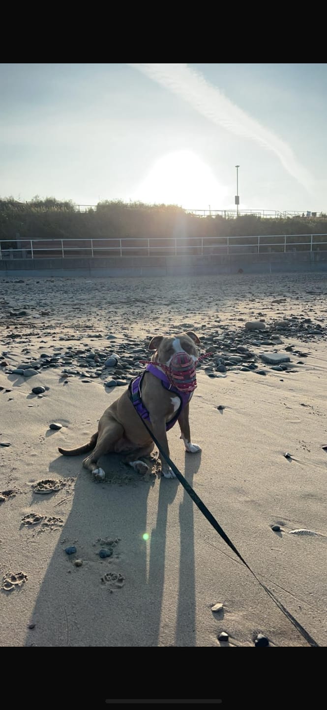 Customer photo review of Comfort Premium Harness | Non Restrictive - Purple