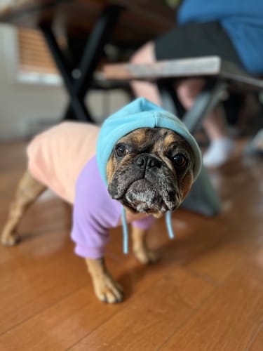 undefined review of Cotton Candy Dog Hoodie image 1 out of 1