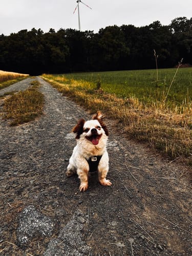 Customer photo review of Lucky Belly Allergy Fit