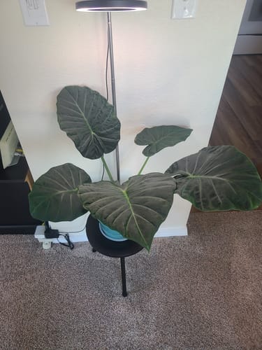 Customer photo review of Houseplant Pest Spray Concentrate