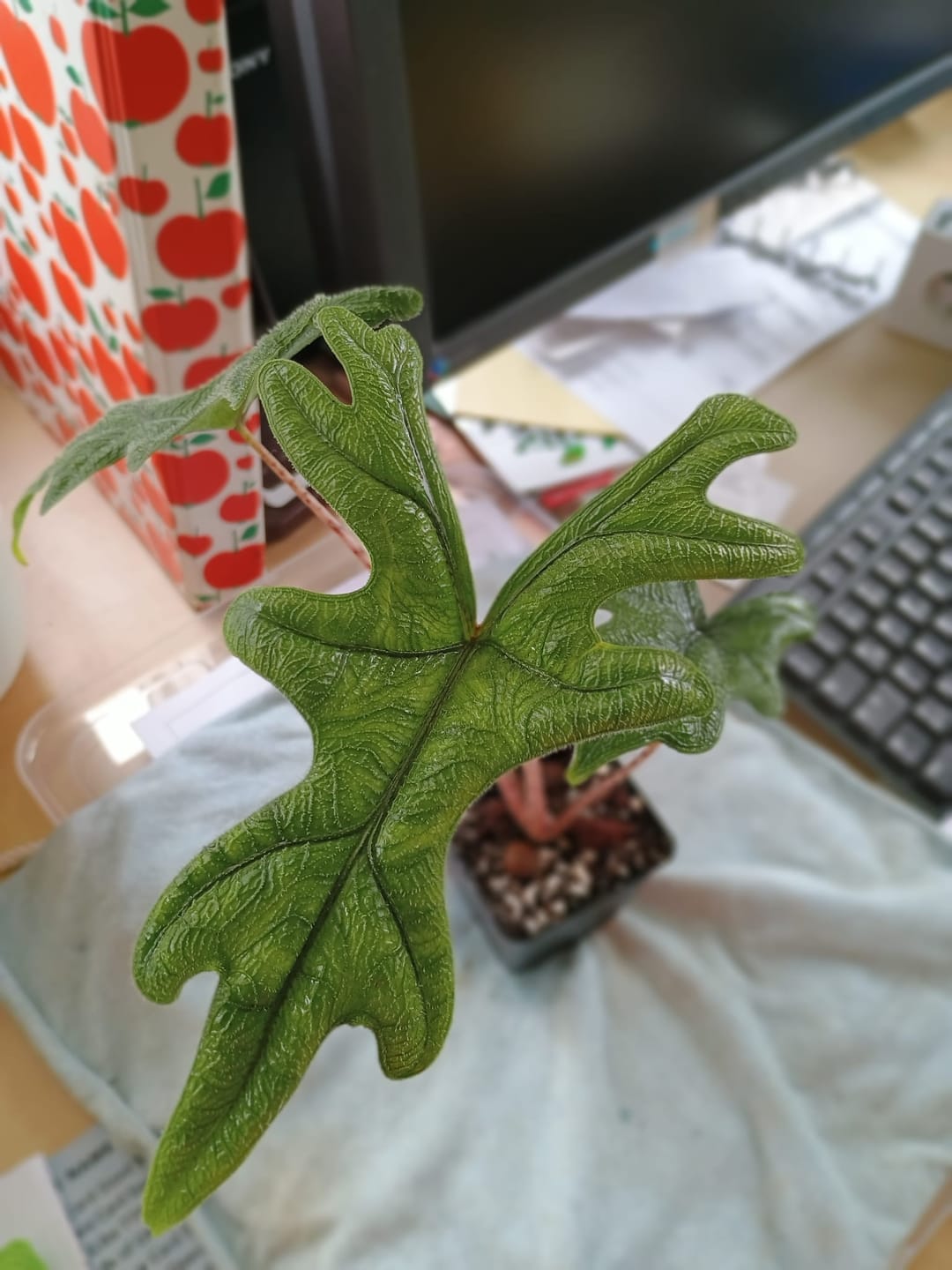 Customer photo review of ALOCASIA JACKLYN