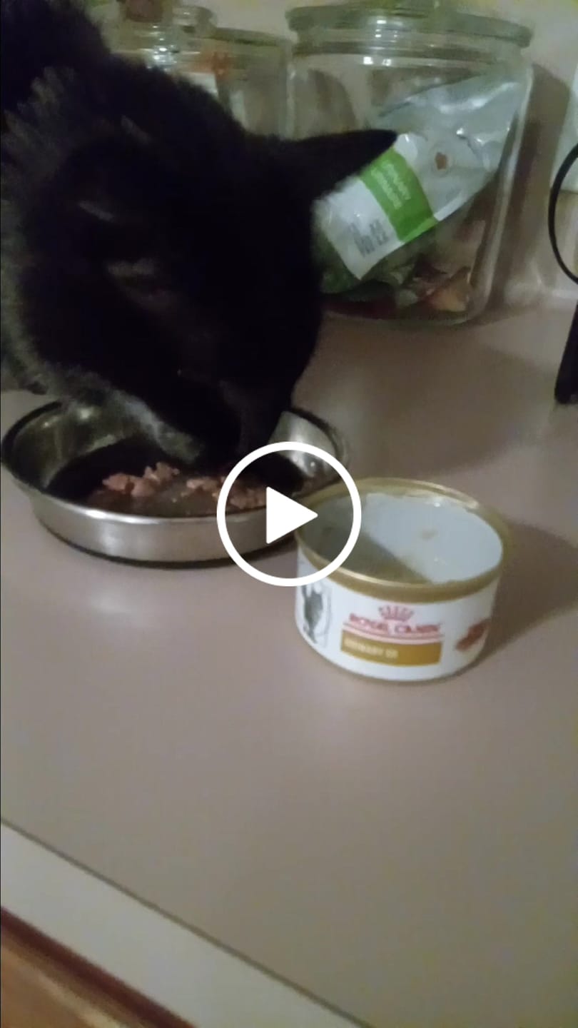 Customer video review of Royal Canin Veterinary Diet - Urinary SO Morsels in Gravy Canned Cat Food