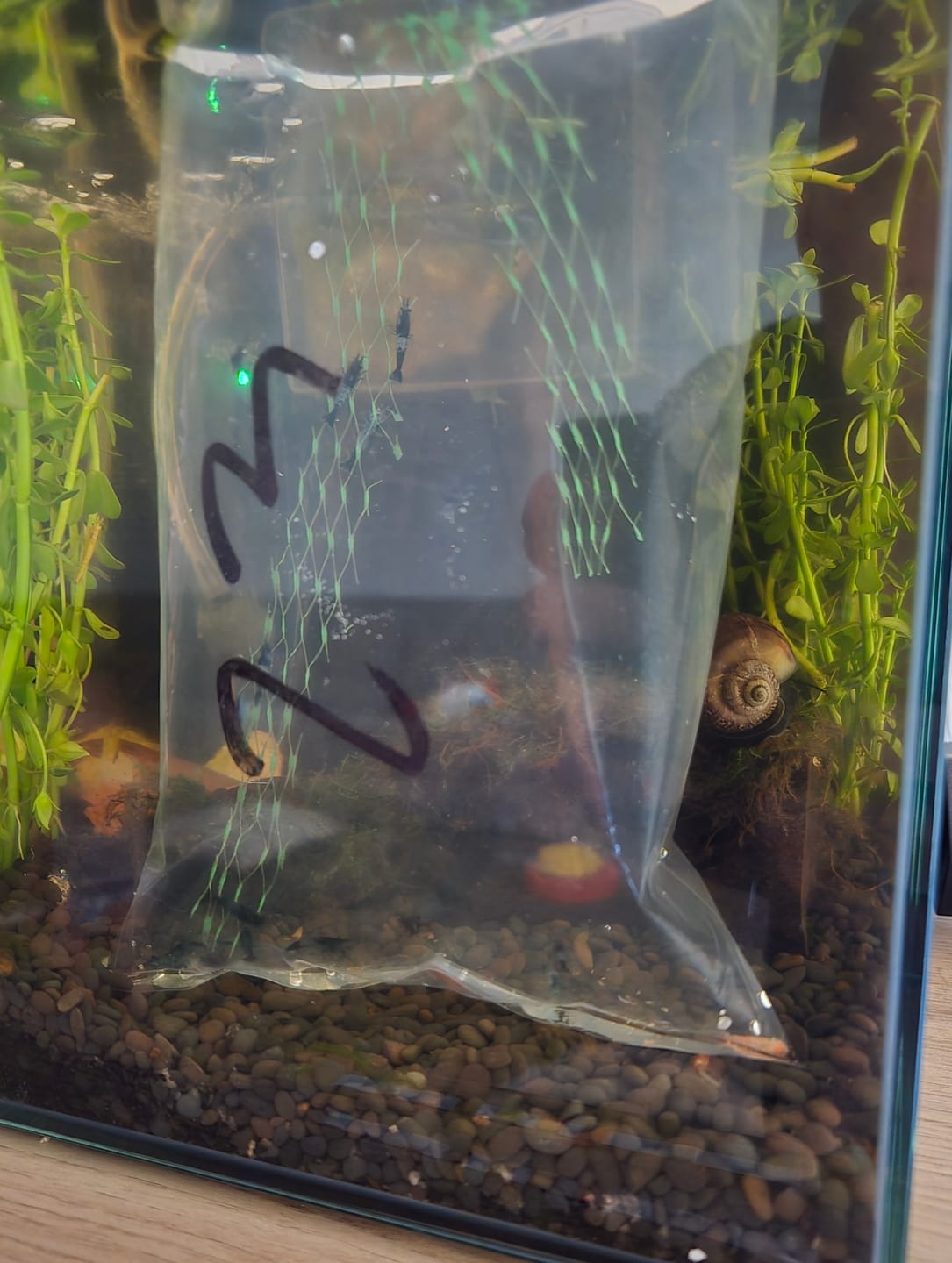 Customer photo review of Carbon Rili Shrimp