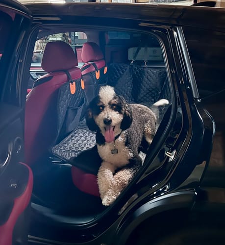 Customer photo review of RuffRover 2.0™ - Hard Bottom Dog Car Seat Protector