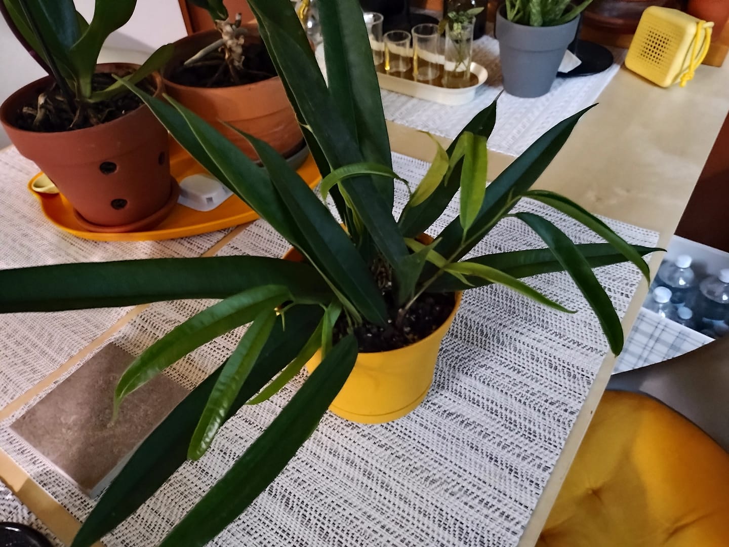 Customer photo review of Ficus maclellandii 'Alii'