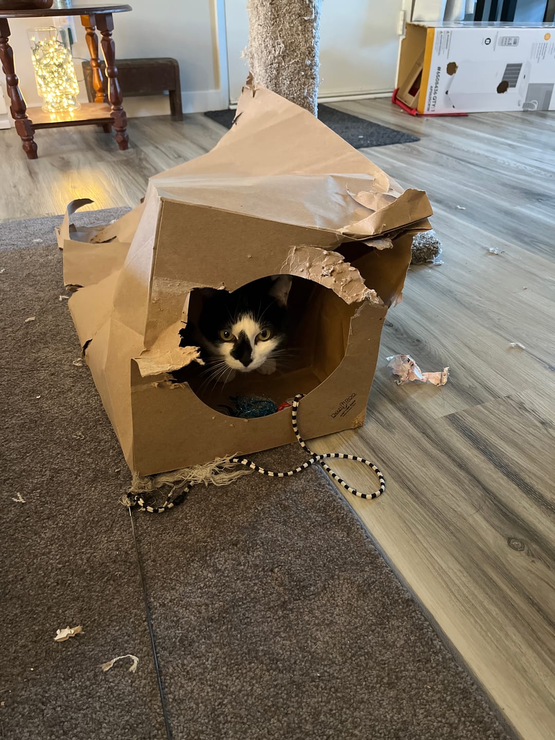 Customer photo review of Hide and Sneak - 2 Pack Unique Cat Tunnel
