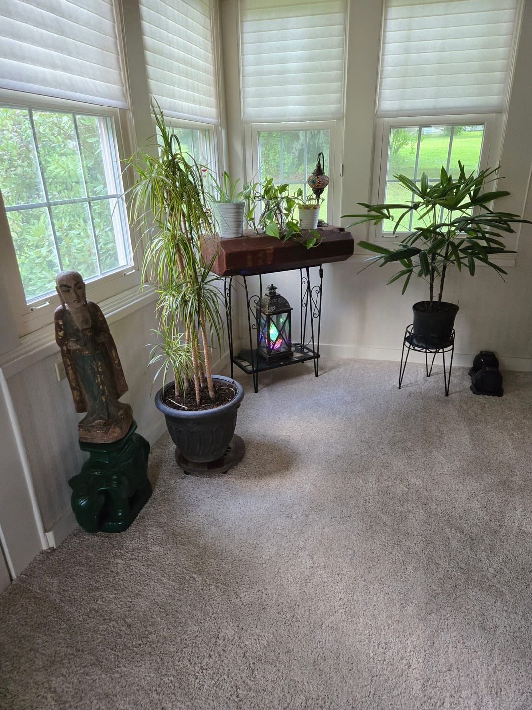 Customer photo review of Lady Palm, Rhapis Excelsa, Indoor Queen Palm