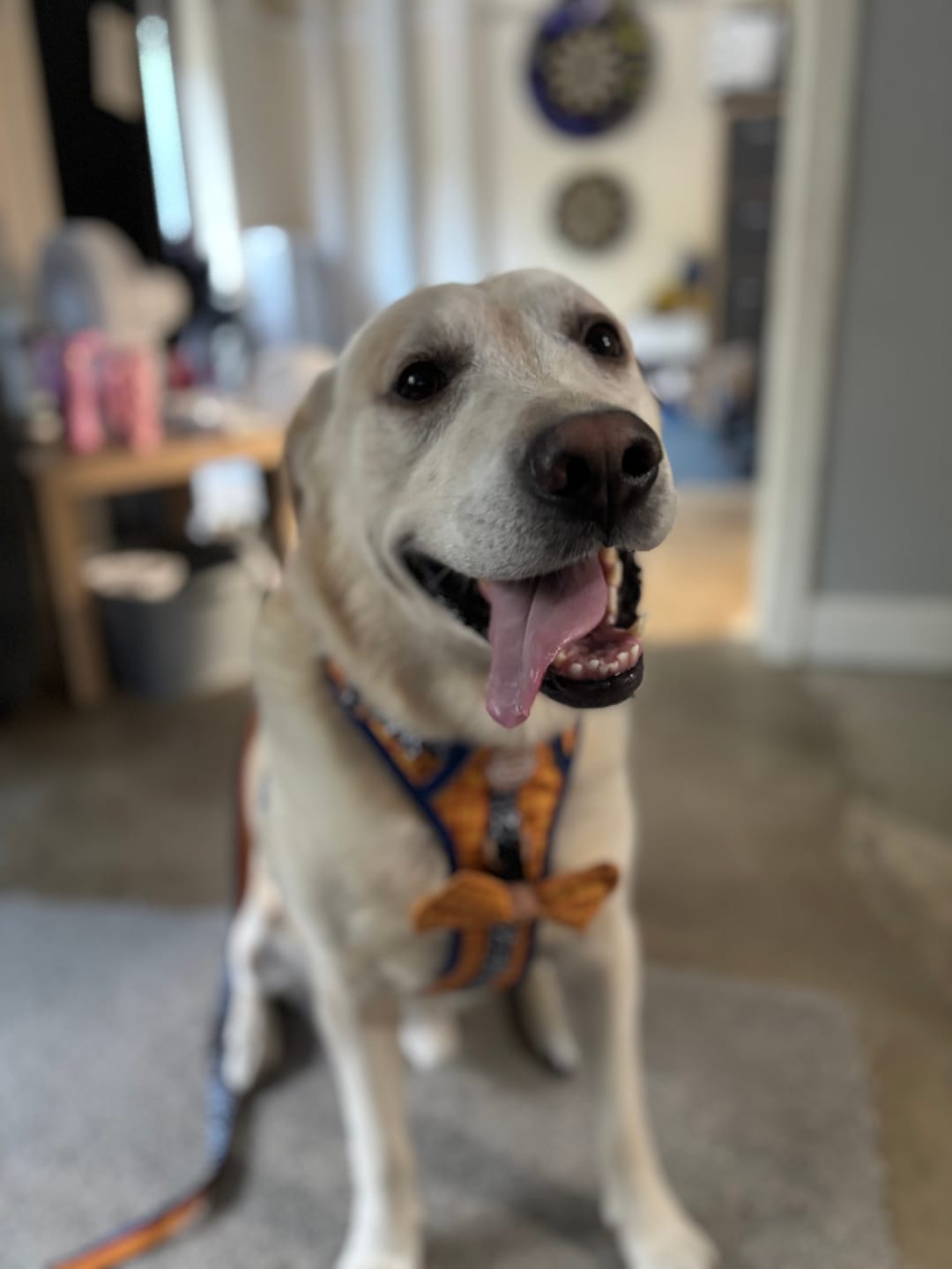 Customer photo review of Disney© Tough Trails™ Harness - Woody