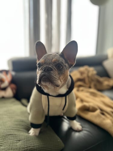 Customer photo review of Olive Cream Dog Hoodie
