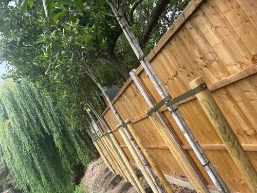 Customer photo review of Red Robin - Standard Trees (180-190cm clear stem)