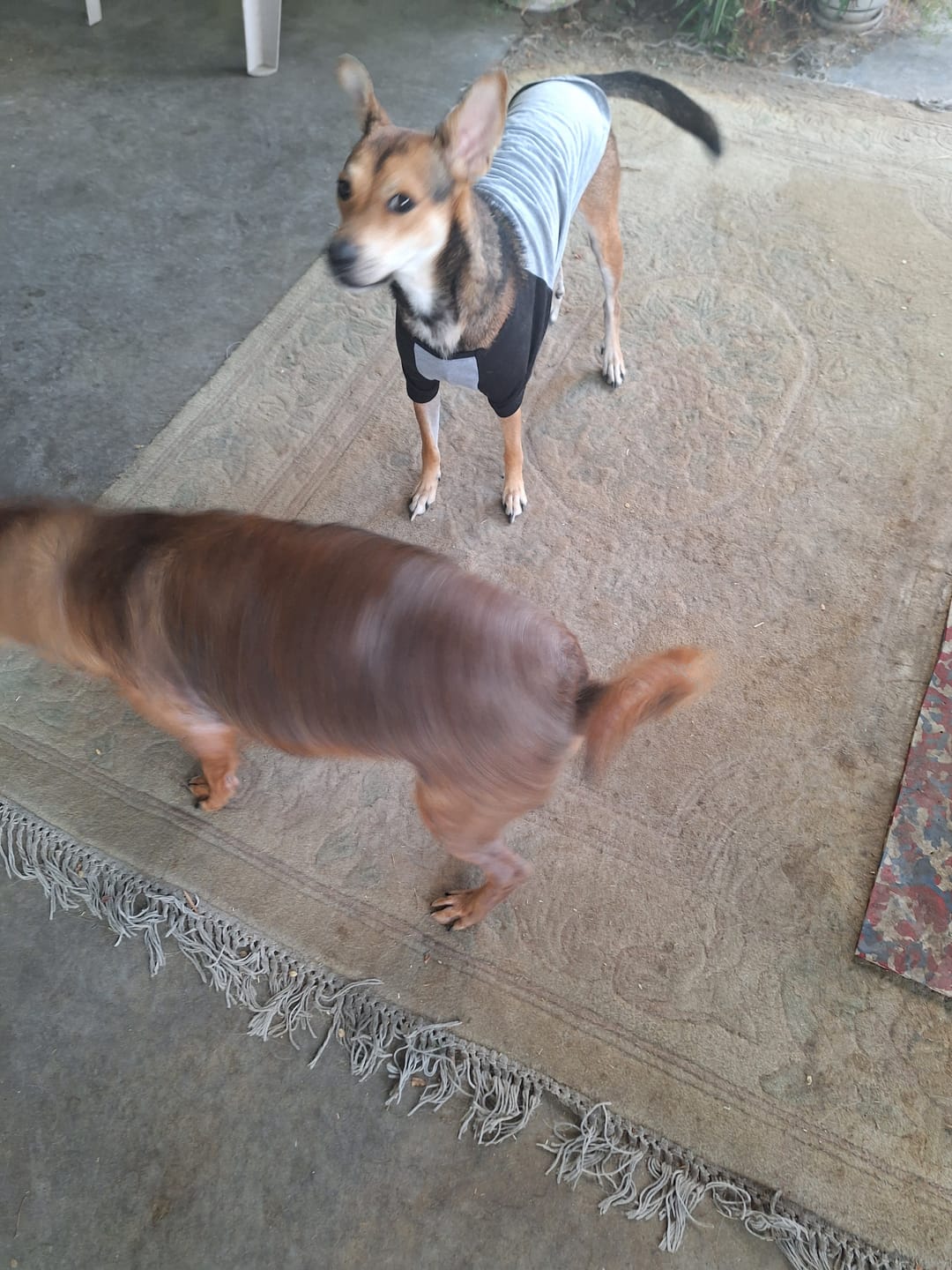Customer photo review of Dog Mange Remedy for Demodectic & Sarcoptic Mange & Ear Mites