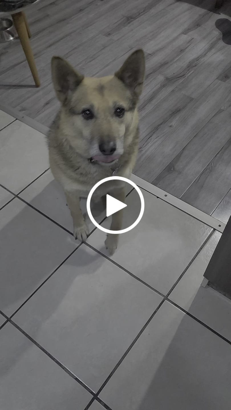 Customer video review of Corazón de vacuno
