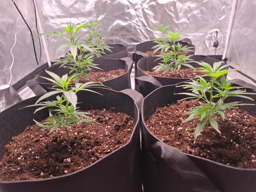 Customer photo review of Blue Zushi Steckling