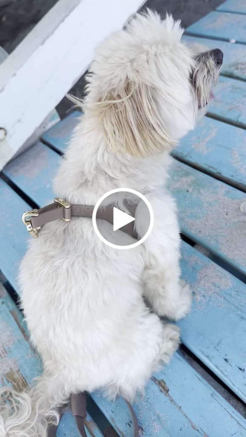 Customer video review of Boneflex Mocha Ultra Harness
