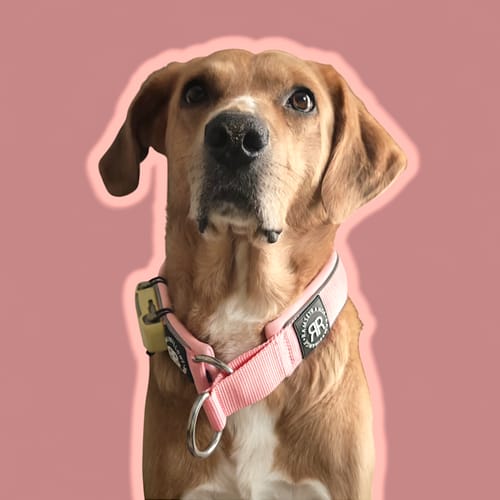 Customer photo review of 5cm Slip on Collar | Foam Padded - Pink