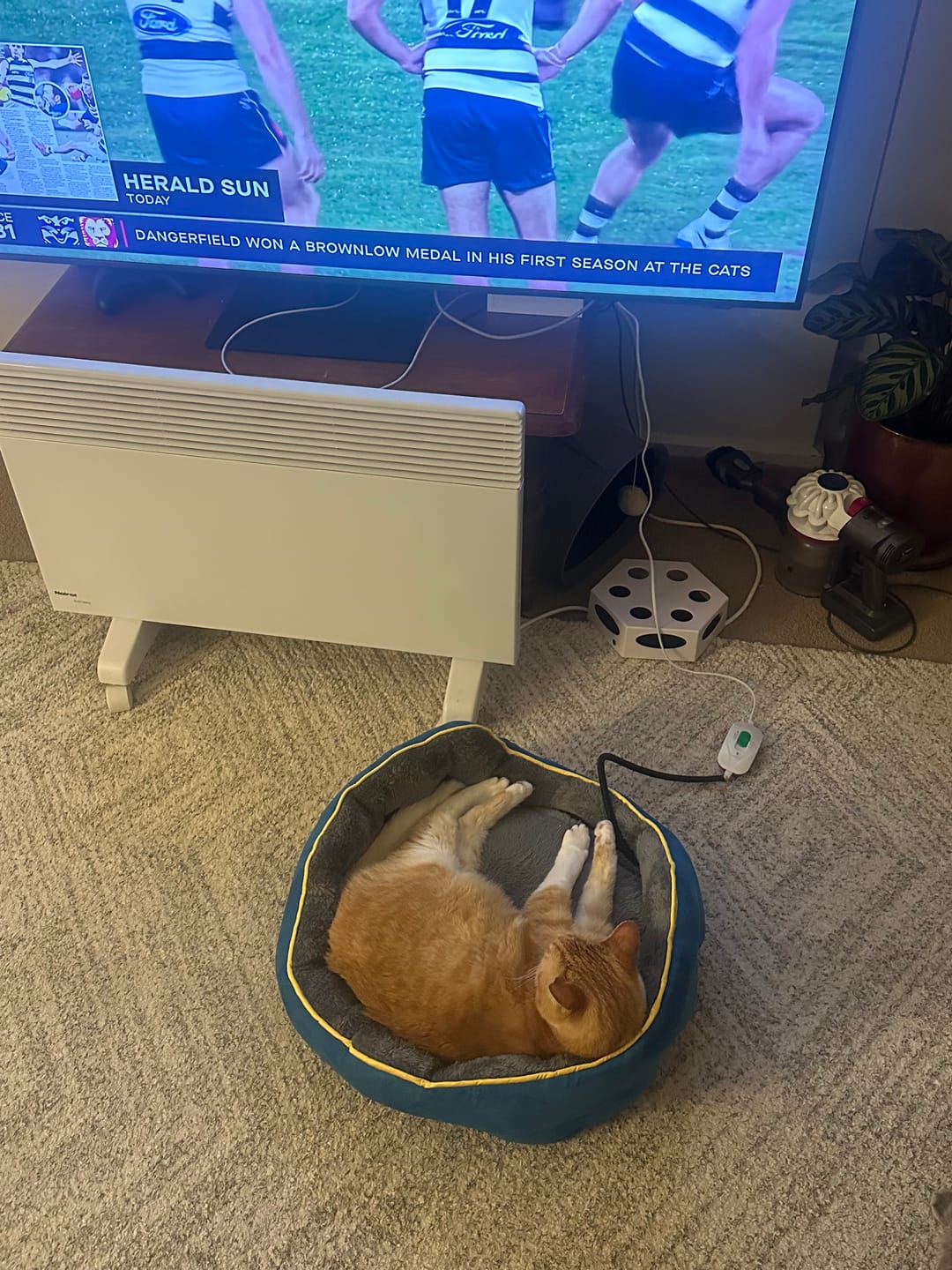 Customer photo review of PaWz Electric Pet Heater Bed Thermal Protection