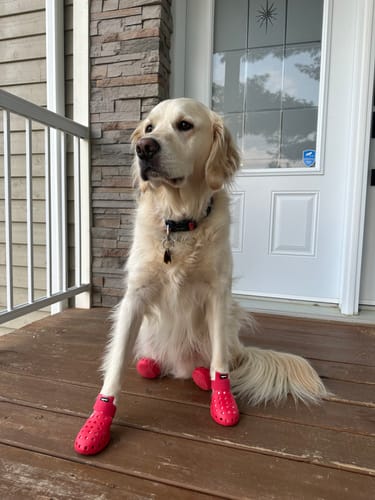 Customer photo review of WagWellies® Mojave