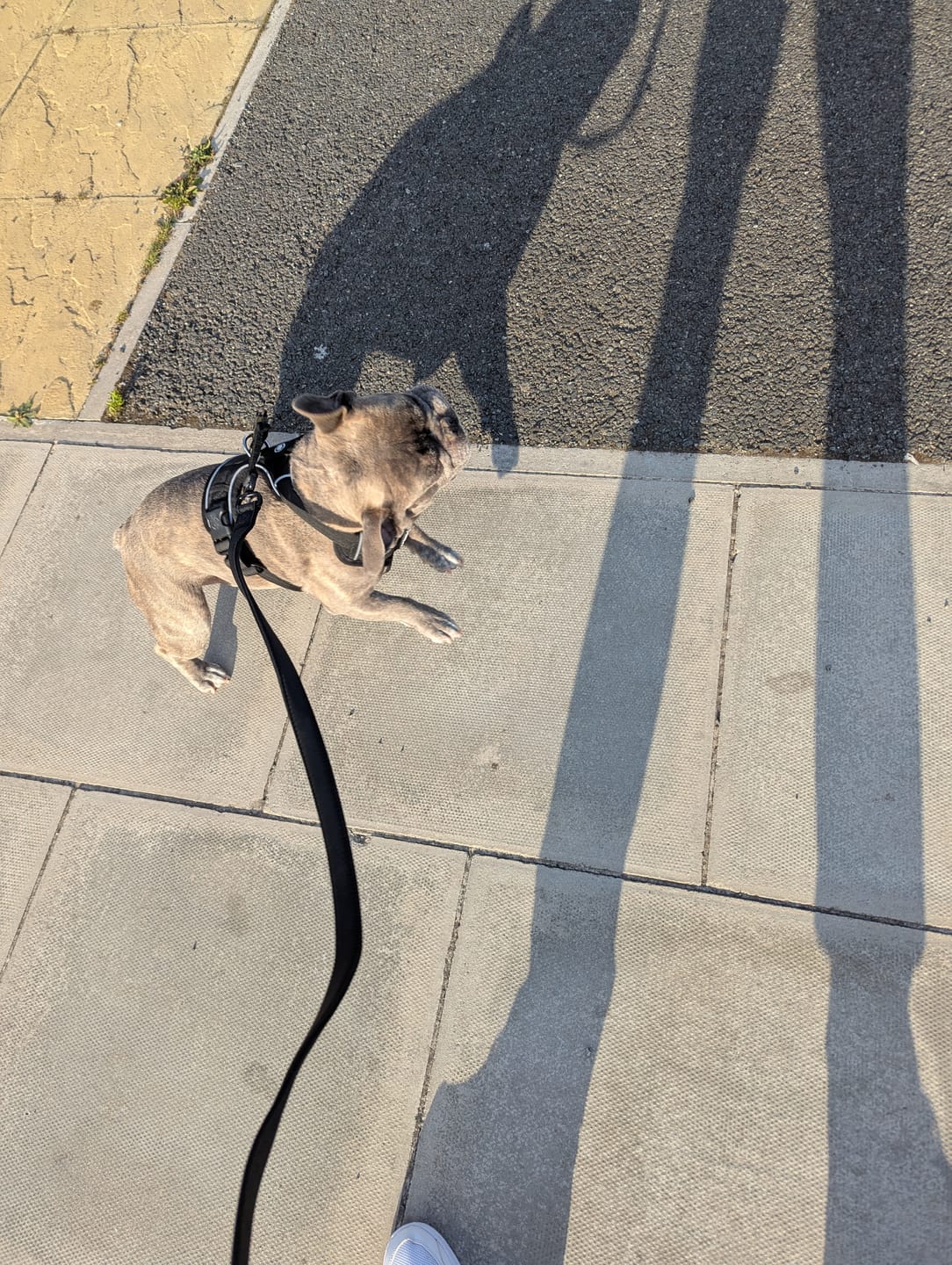 Customer photo review of Comfort Premium Harness | Non Restrictive - Black