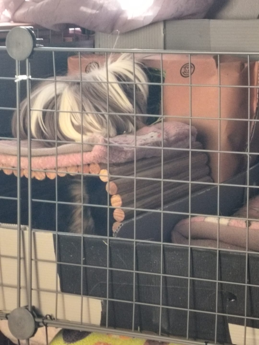 Customer photo review of GuineaDad Timothy Hay Bar for Guinea Pigs (5 Pack)