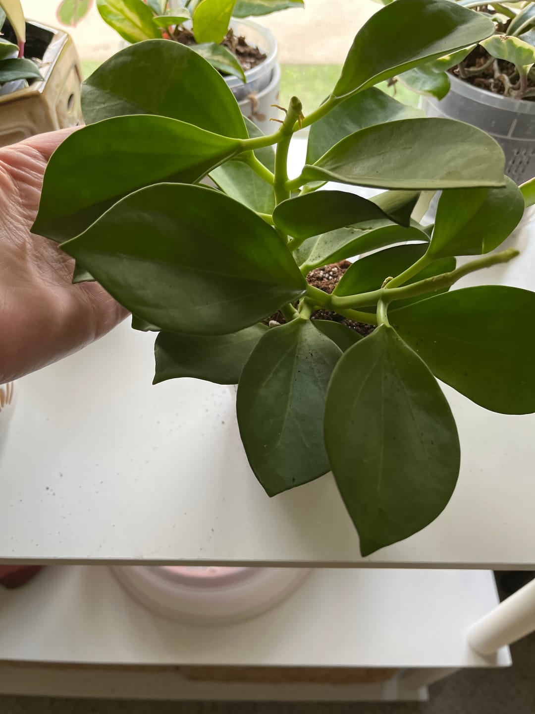 Customer photo review of Hoya pachyclada