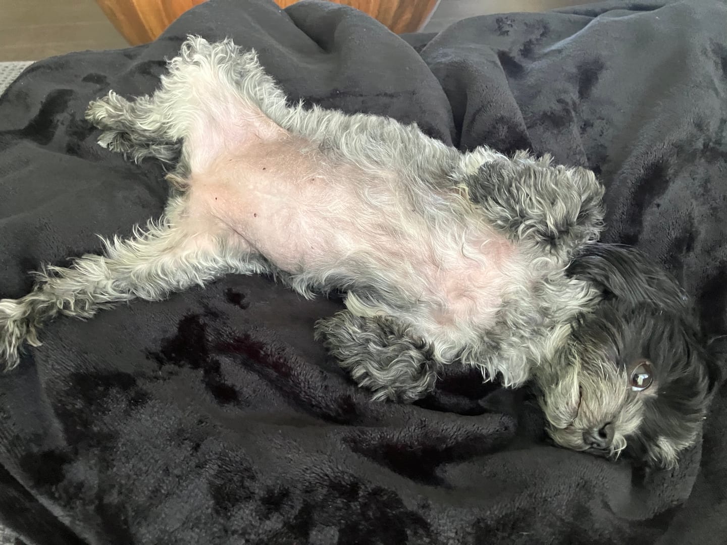 Customer photo review of Vrac Nature's Own - Batonnets oesophage de boeuf pour chien