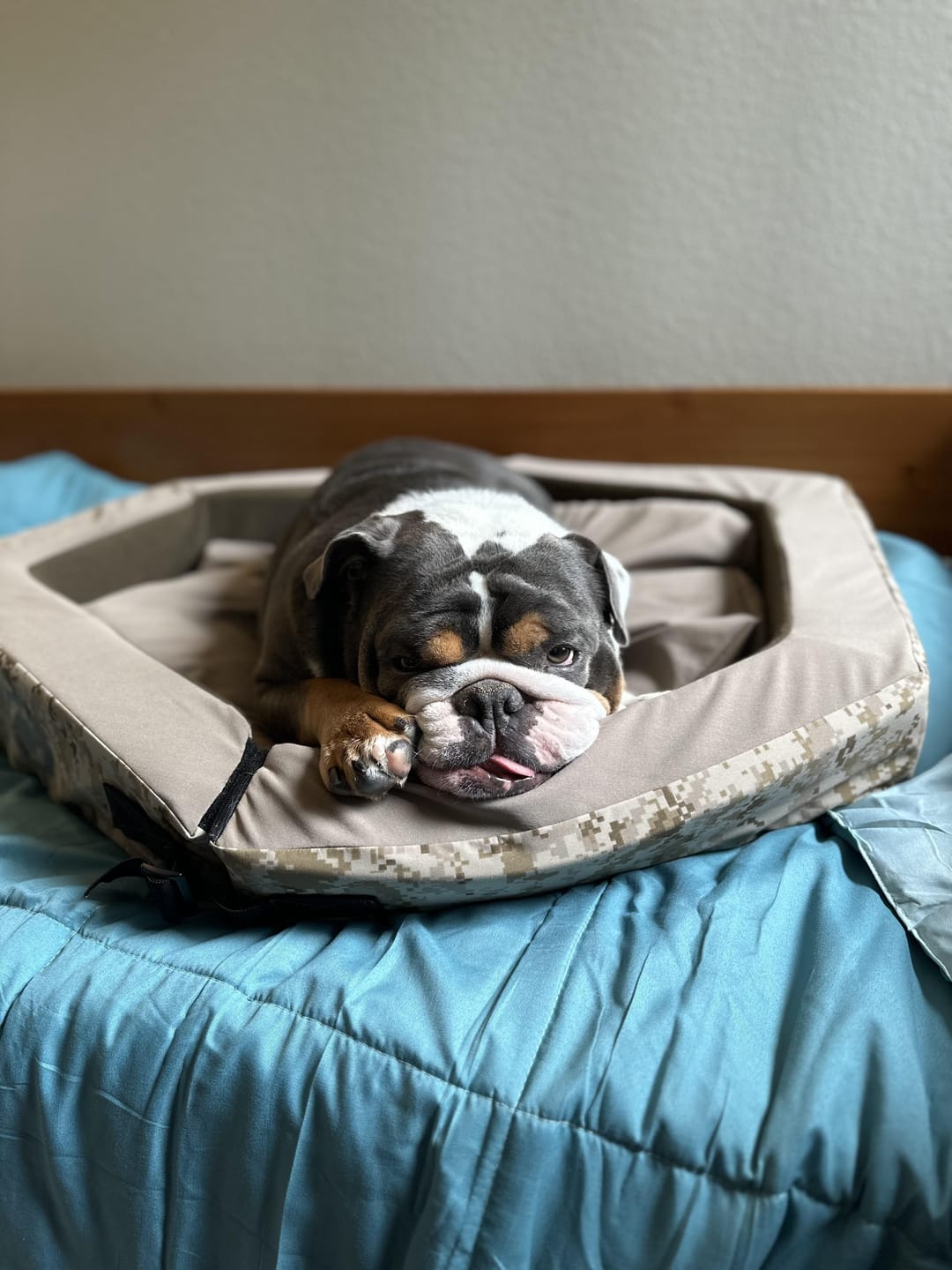 Customer photo review of Hexagon "JAX" Foldable Pet Bed  *PREORDER*