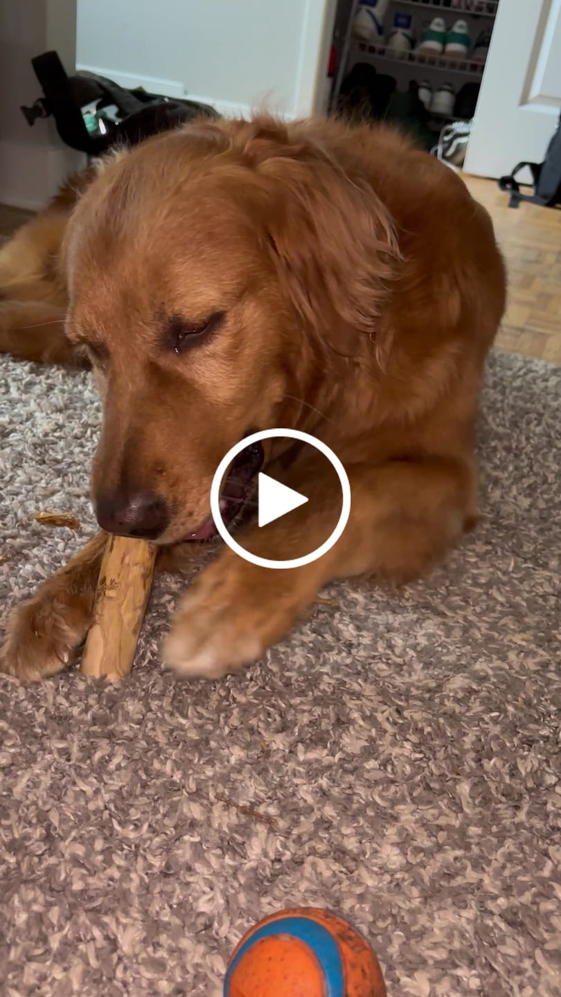 Customer video review of Livora - Os à mâcher en bois de café pour chien