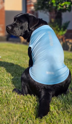 Customer photo review of Sunblock Dog T-Shirt - Blue