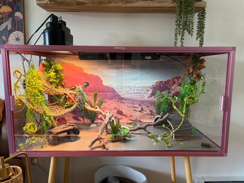 Customer photo review of 120 Gallon Bearded Dragon Enclosure 4x2x2