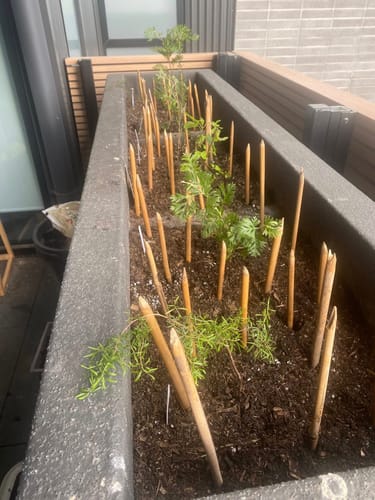 Customer photo review of Salvia x guaranitica | Rhythm & Blues