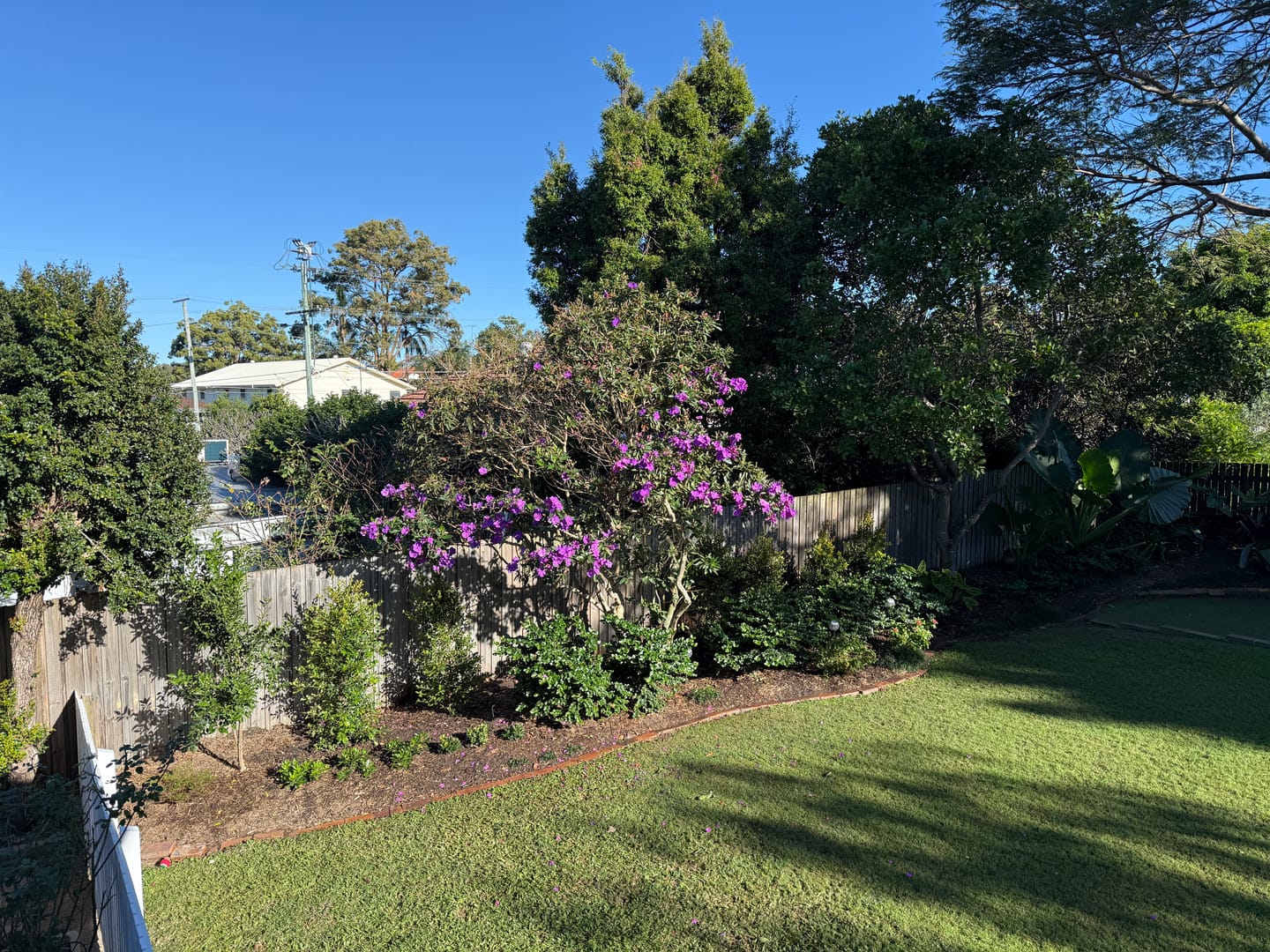 Customer photo review of Lilly Pilly Resilience - Syzygium australe 'Resilience'