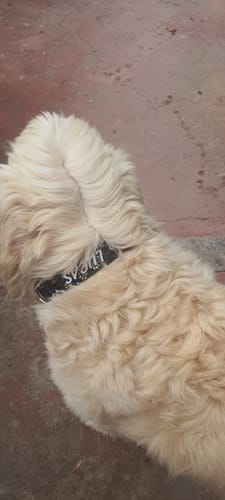 Customer photo review of Collar personalizado para Mascota: Huellitas
