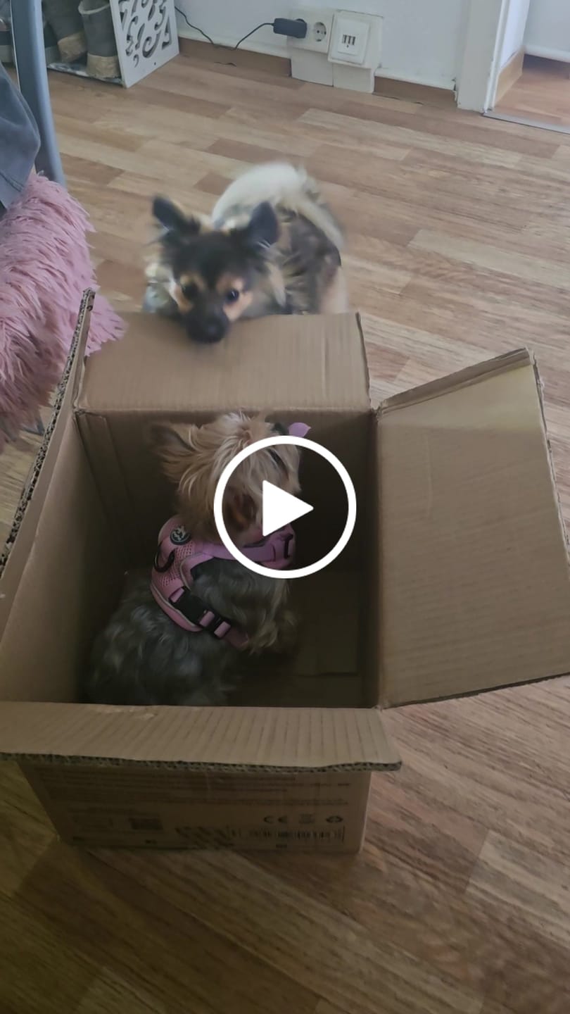 Customer video review of Smiley Bites 40g (Gratis)