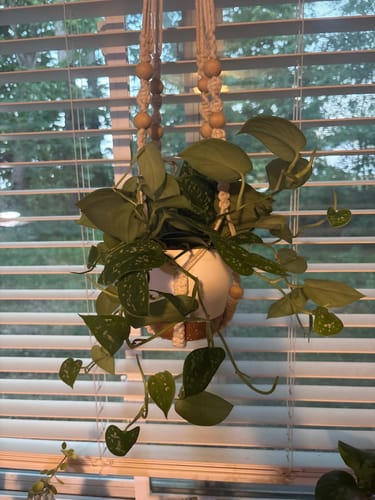Customer photo review of Pothos 'Satin'