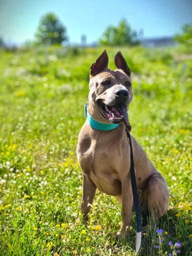 Customer photo review of 5cm Combat® Collar | NO Handle & Secure Clip - Turquoise