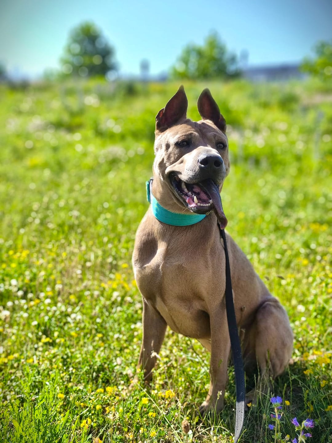 Customer photo review of 5cm Combat® Collar | NO Handle & Secure Clip - Turquoise