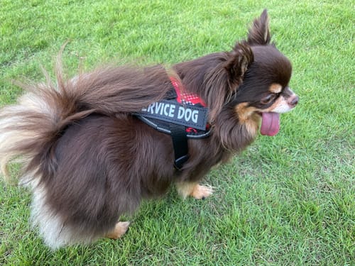 Customer photo review of FunFunPet 高機能ハーネス（お名前タグ作成サービス付き）