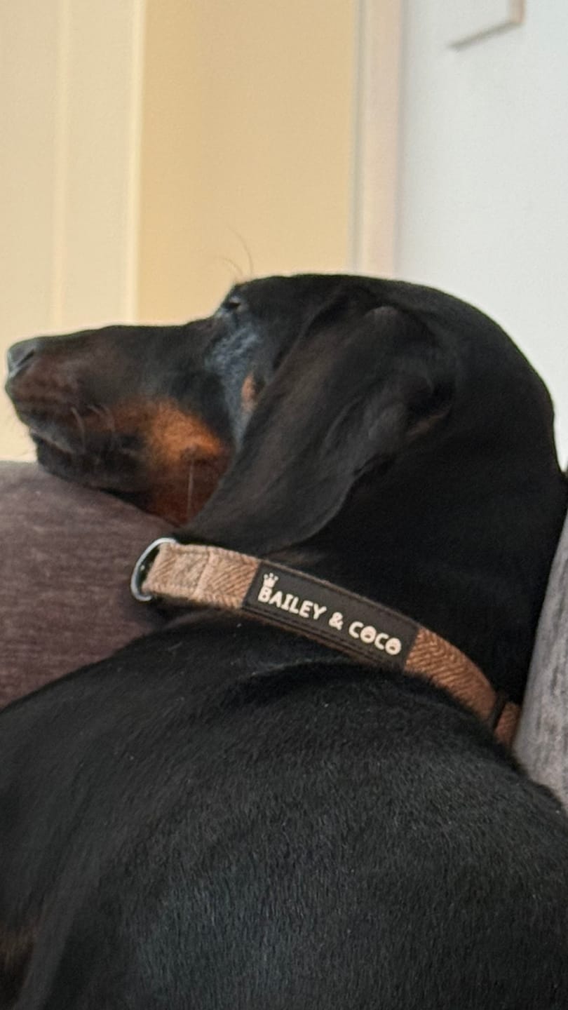 Customer photo review of Adjustable Collar - Oxford Tweed
