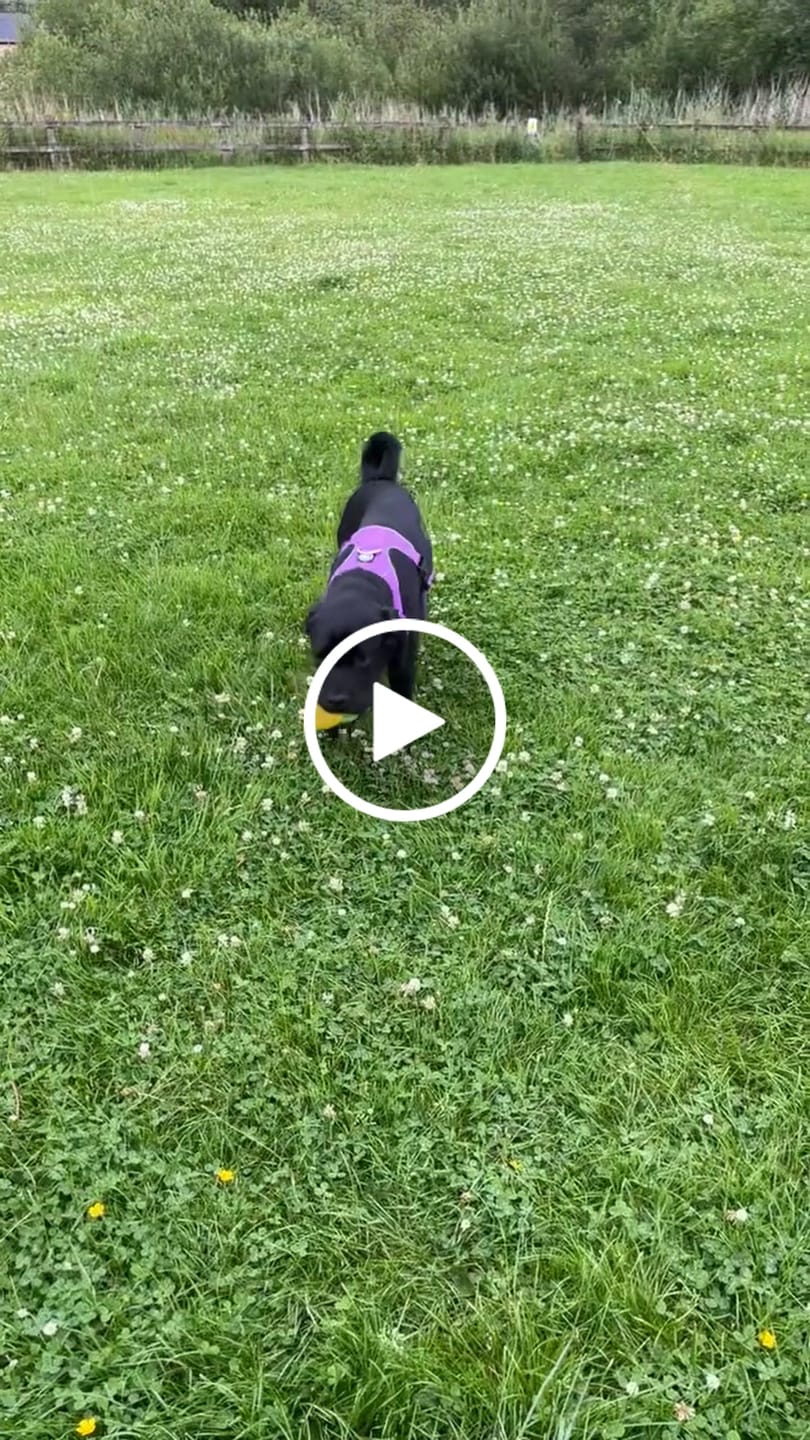 Customer video review of Comfort Premium Harness | Non Restrictive - Purple