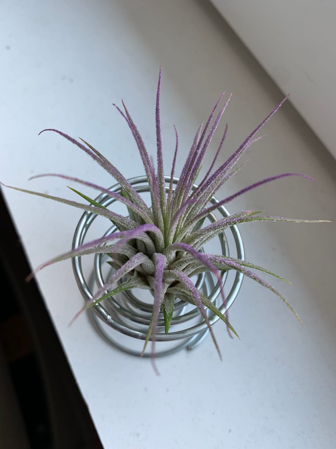 Customer photo review of Ionantha Lavender